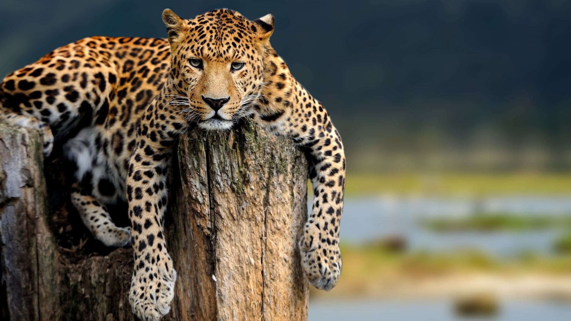 Safari Image
