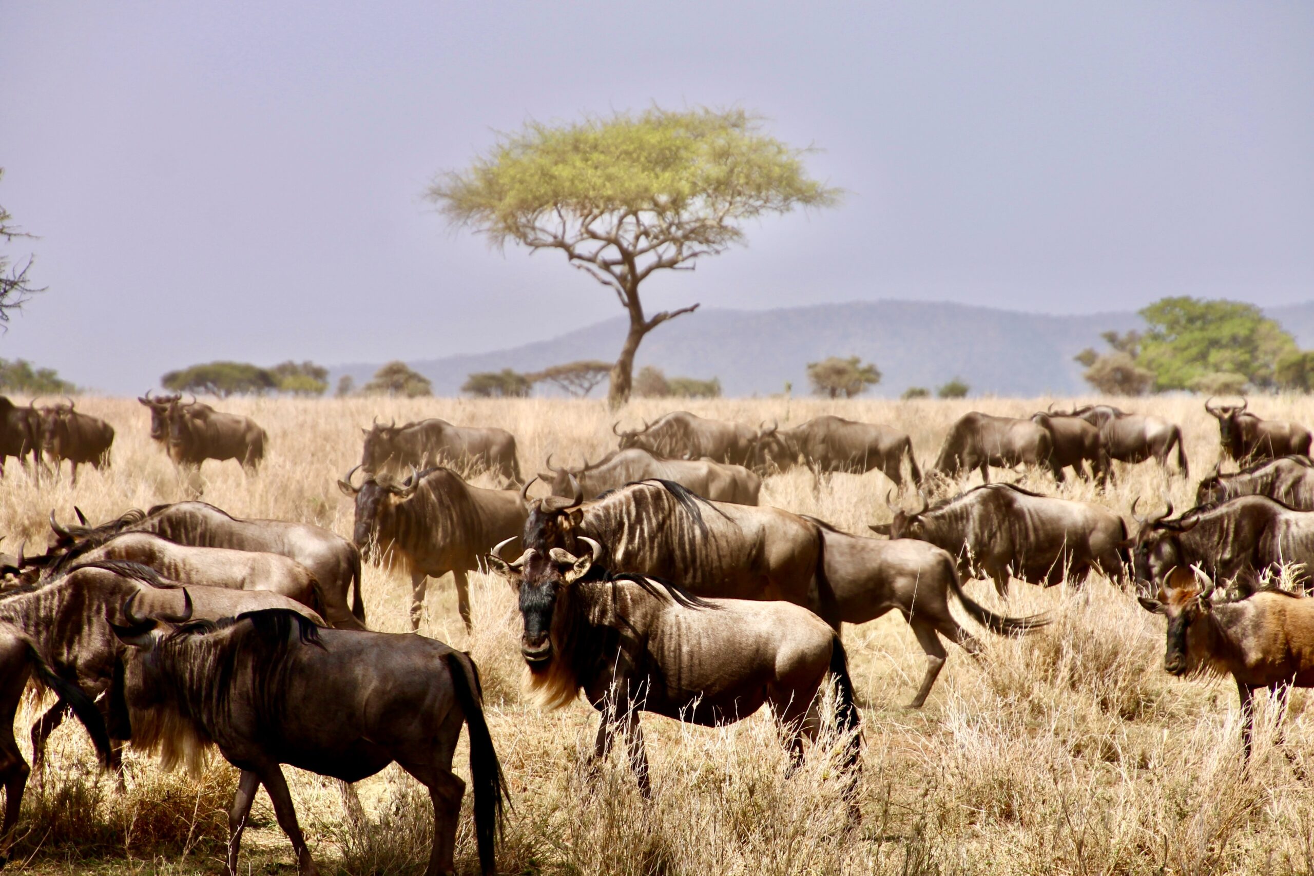 Safari Image